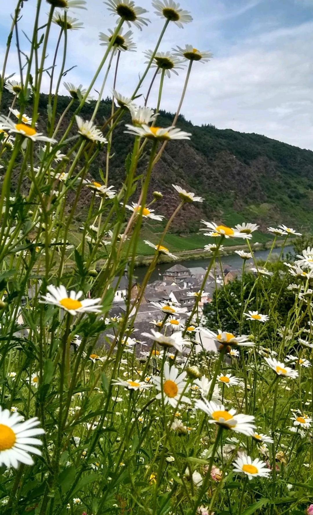 Ferienwohnung Lavendel Cochem Dış mekan fotoğraf